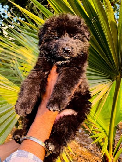 black German shepherd puppy/dog/dog