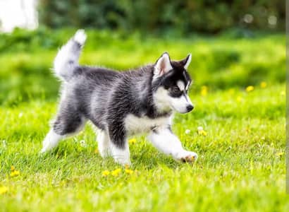 Siberian husky puppy