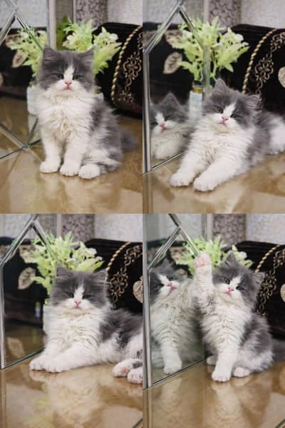 Lovely Kittens Looking for Home With Different Prices