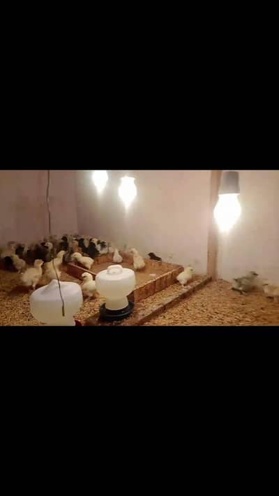 buff/bantam/polish/silky/shamo/Heera/ayamcemani/rosecomb/yokohama/