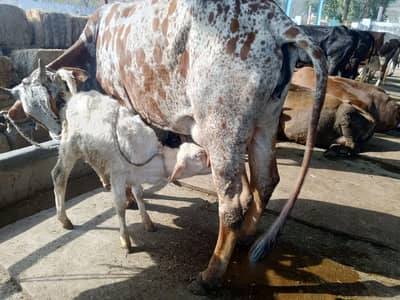 cow|cholistani|jursy|fresian|cross