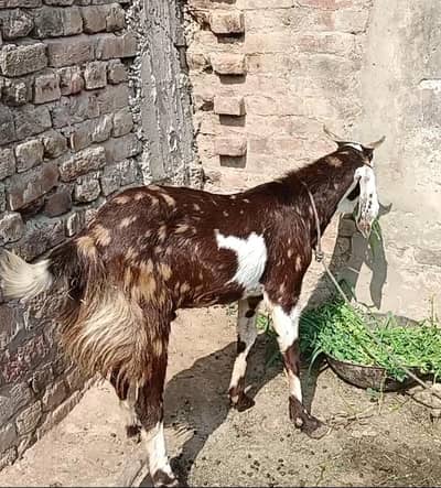 2 Bakery Qurbani 2026 2 dant