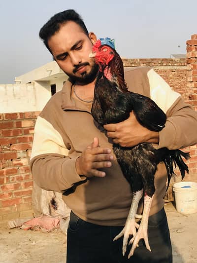 Band Gadhi Murga Miawali Murgi