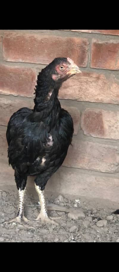 My Aseel Setup For Sale