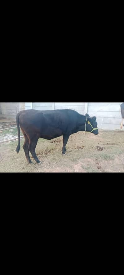 4 Heifers for sale  ( 3 HF Australian and 1 jersay )