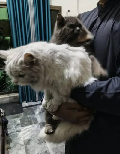 Persian cats fully vaccinated Pair for sale