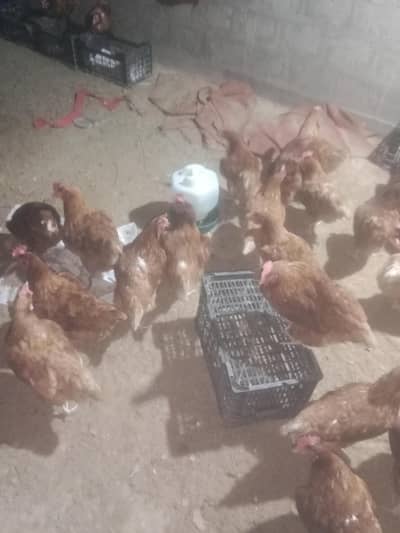 lohman brown 7th months fully active