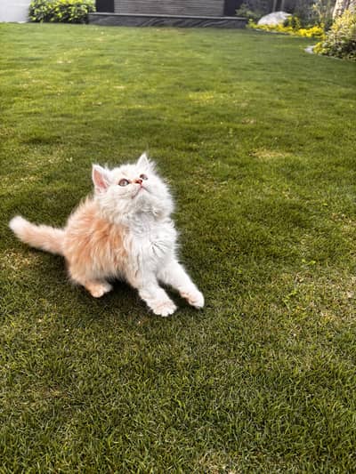 Rare Beige Double-Coated Persian Cat – Fluffy & Unique