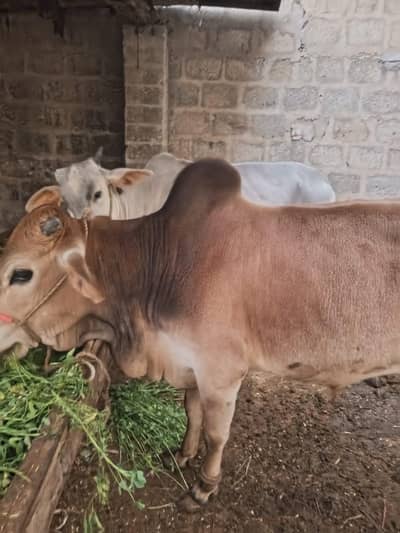 cow n bull 2 dant fresh dono ki price 700000 7 lac