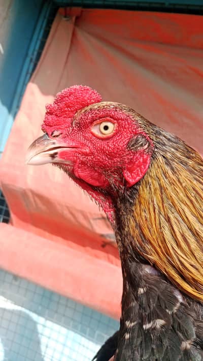 Quality Aseel's Birds Are Available in Different prices Available.