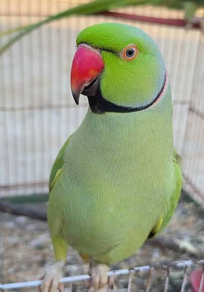 vip alfaz wala parrot available ha. face to face bolta ha