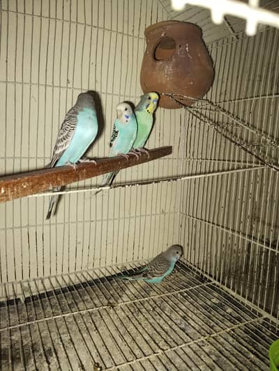 BREEDER PAIR OF AUSTRALIAN PARROTS WITH BIG CAGE