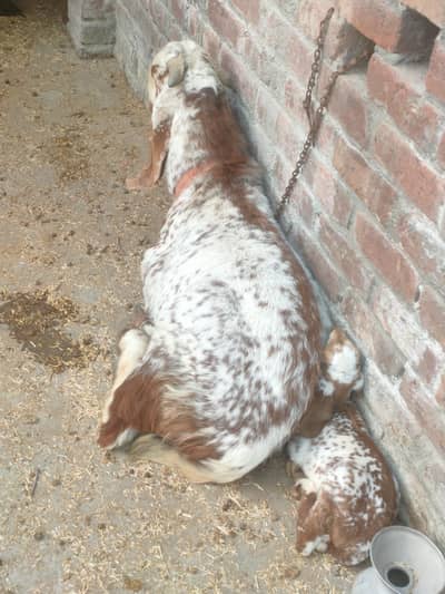 breeder makkhi chini bakra