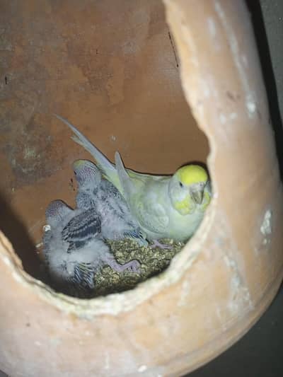 rainbow breeder pair with chick