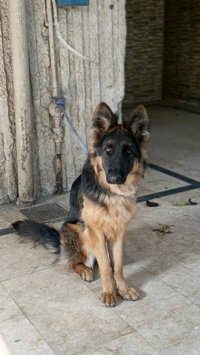 female lons stock hair