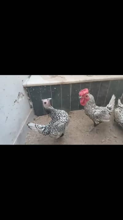 silver sebright trio silver pied dove pair available