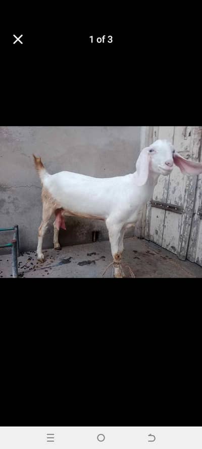 Rajan pori cross gaban bakri