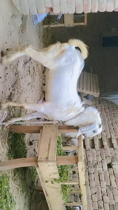 piuer dasi with Bakra