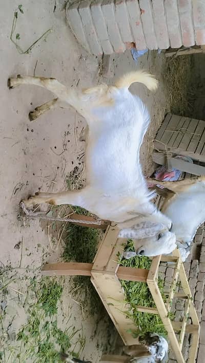 piuer dasi with Bakra