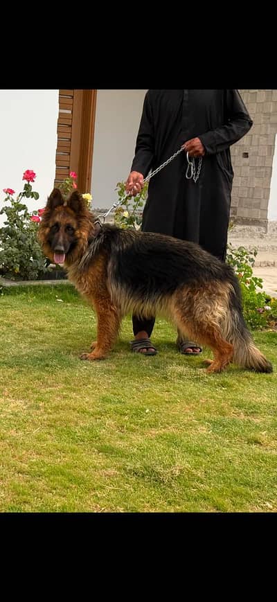 14 months femail German shepherd with pedigree only serious buyers con