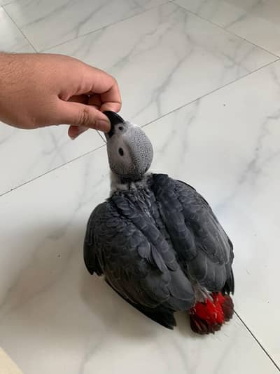 African congo grey chicks