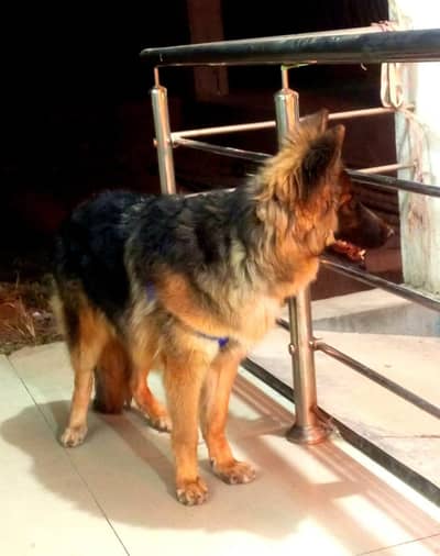 German Shepherd stock cott