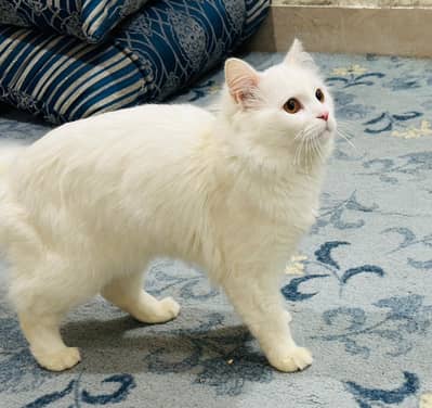 persian white cat