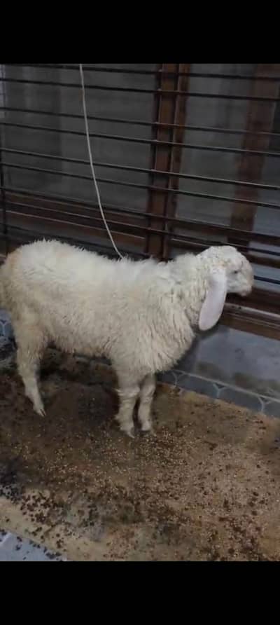 dumbay jori urgent sell