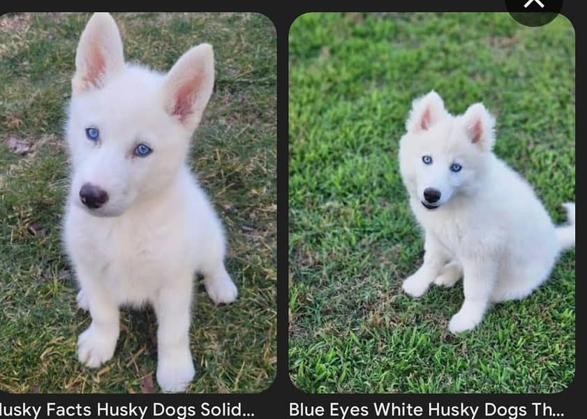 husky 0