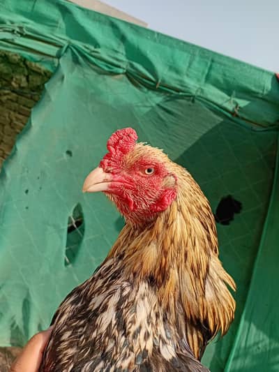 high quality home breed