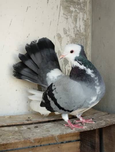 Laqa | Laka | Lakka | Kabutar | Kabotar | Kabootar