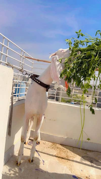 Rajan puri gulabi goat