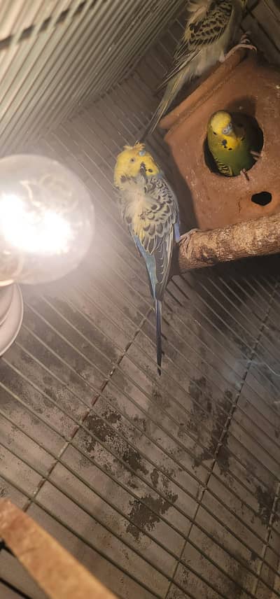 hogoromo budgies