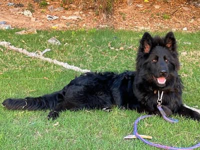 German shepherd puppy/puppies/dog