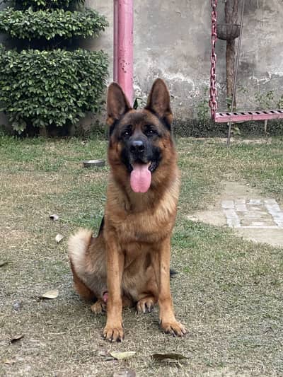 High Standard German Shepherd – Pink Pedigree | Show Winner |