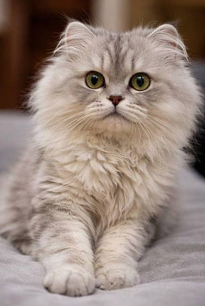 Beautiful Pure Persian Male Cat | Healthy & Fluffy
