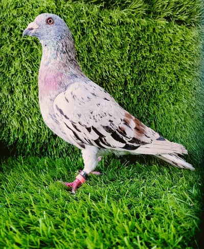 Bhartiya Breder Male For sale