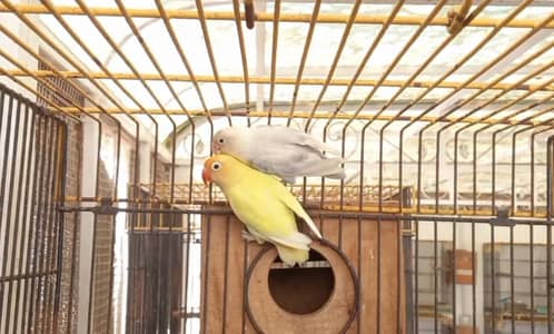 DECINO/SABLE/ALBINO BREEDER PAIR