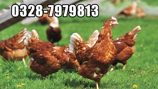 Egg Laying Hens | Desi Hens