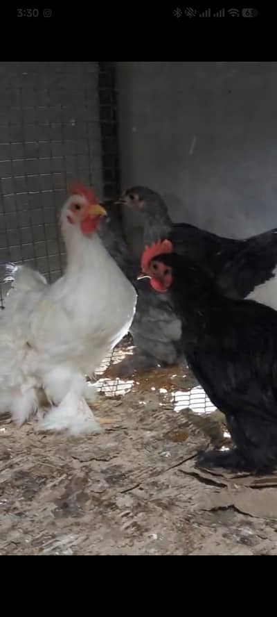 Fancy patthy available for sale