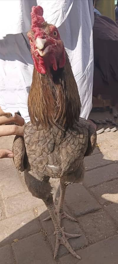 Aseel breeder murgha or cross hen