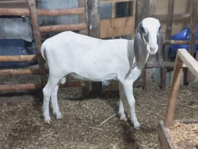 larkana dumba urjant sale