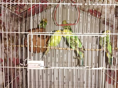 Asutralian parrot  for sale