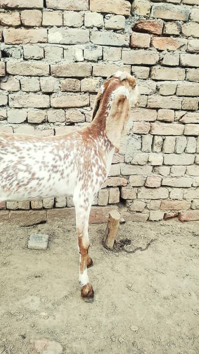 makhi cheeni path for sale