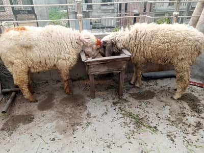 chatra jori ghar ka paly hain