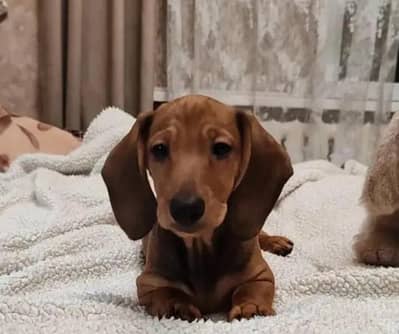 imported dunchound male just for exchange not for sale.