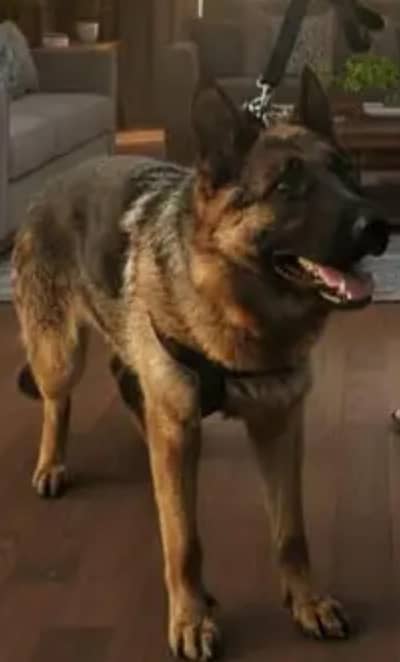 German Shepherd female