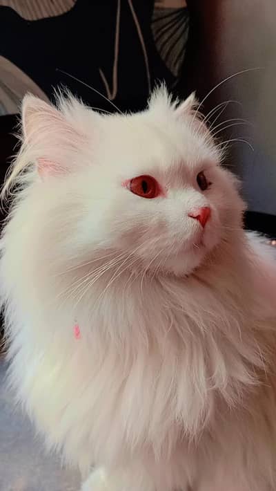 Persian female cat for sale