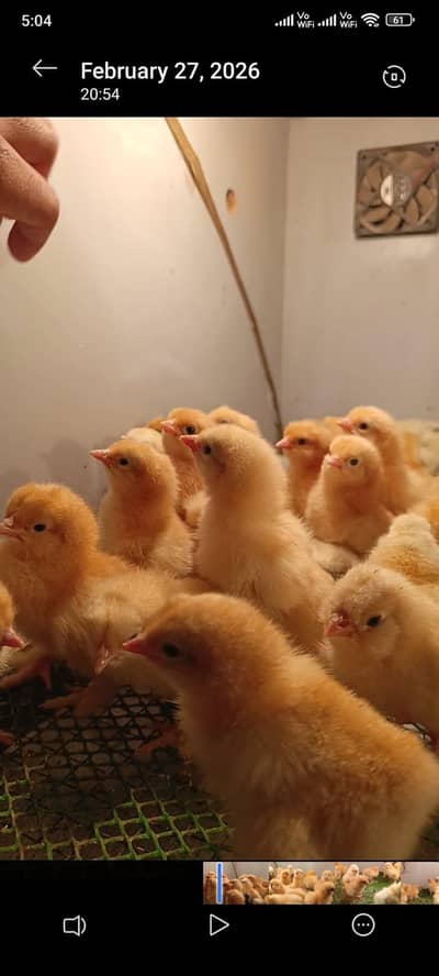 polish | golden heavy buff  03336572150