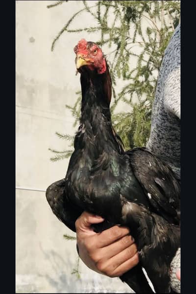 ASeel High Quality PATHA